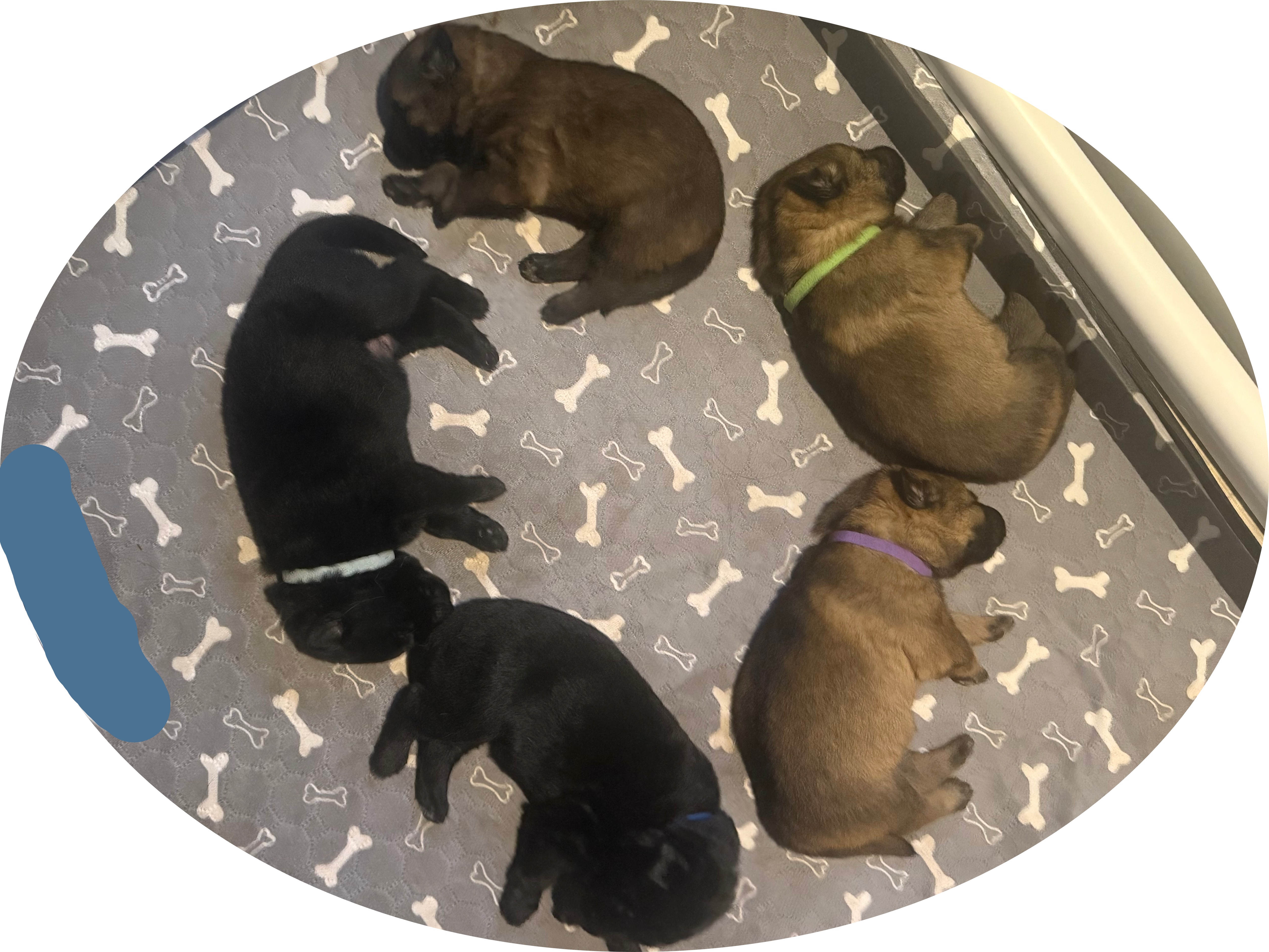 Puppy photo
